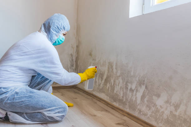 Licensed Mold Remediation service in Holland, TX - WQB Mold Removal