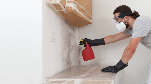 Professional Mold Remediation technician working in Holland, TX